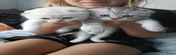 British Shorthair cats for sale: Lovely kittens  - Advert 10