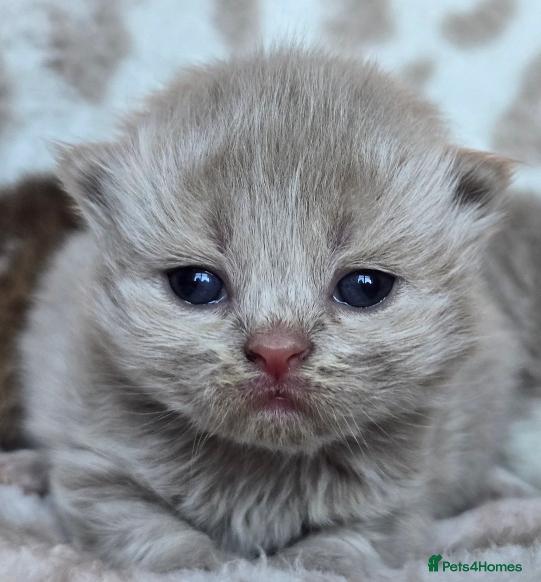 British Shorthair cats for sale: 1 BOY LEFT TICA reg BSH and BLH kittens - Advert 34