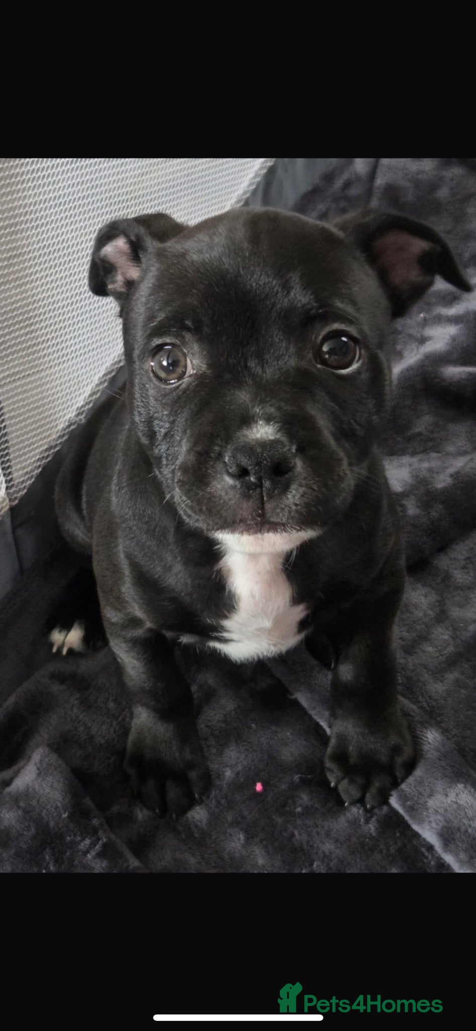 Staffordshire Bull Terrier dogs KC Beautiful litter of blue/red staffys  - Advert 15