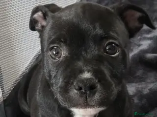 Staffordshire Bull Terrier dogs KC Beautiful litter of blue/red staffys - Advert 1