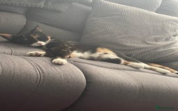 Mixed Breed cats for sale: Beautiful mixed breed  - Image 2