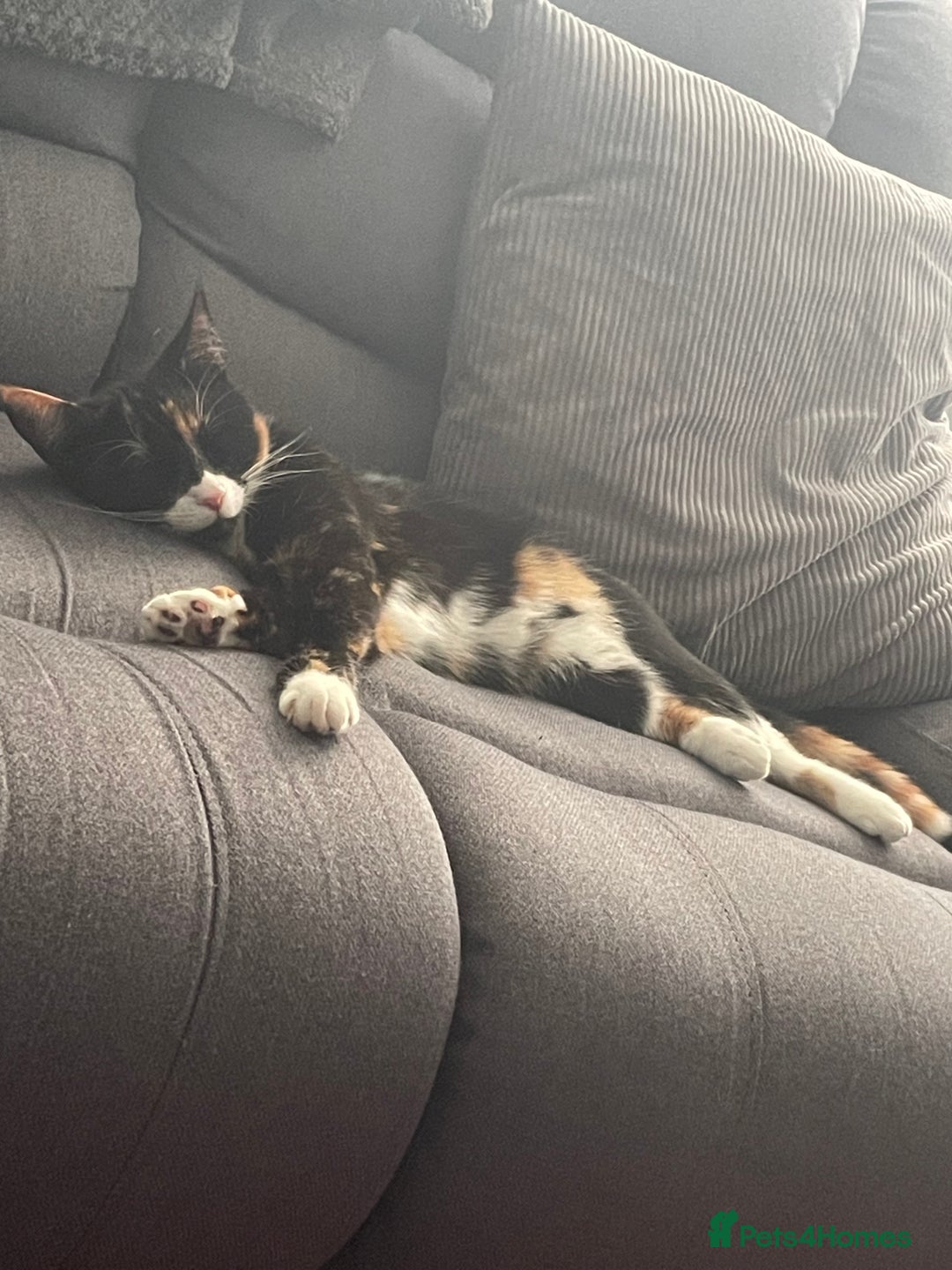 Mixed Breed cats for sale: Beautiful mixed breed  - Image 2