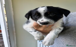 Border Collie dogs for sale: Unique Tri colour and piebald Border Collies  - Image 6