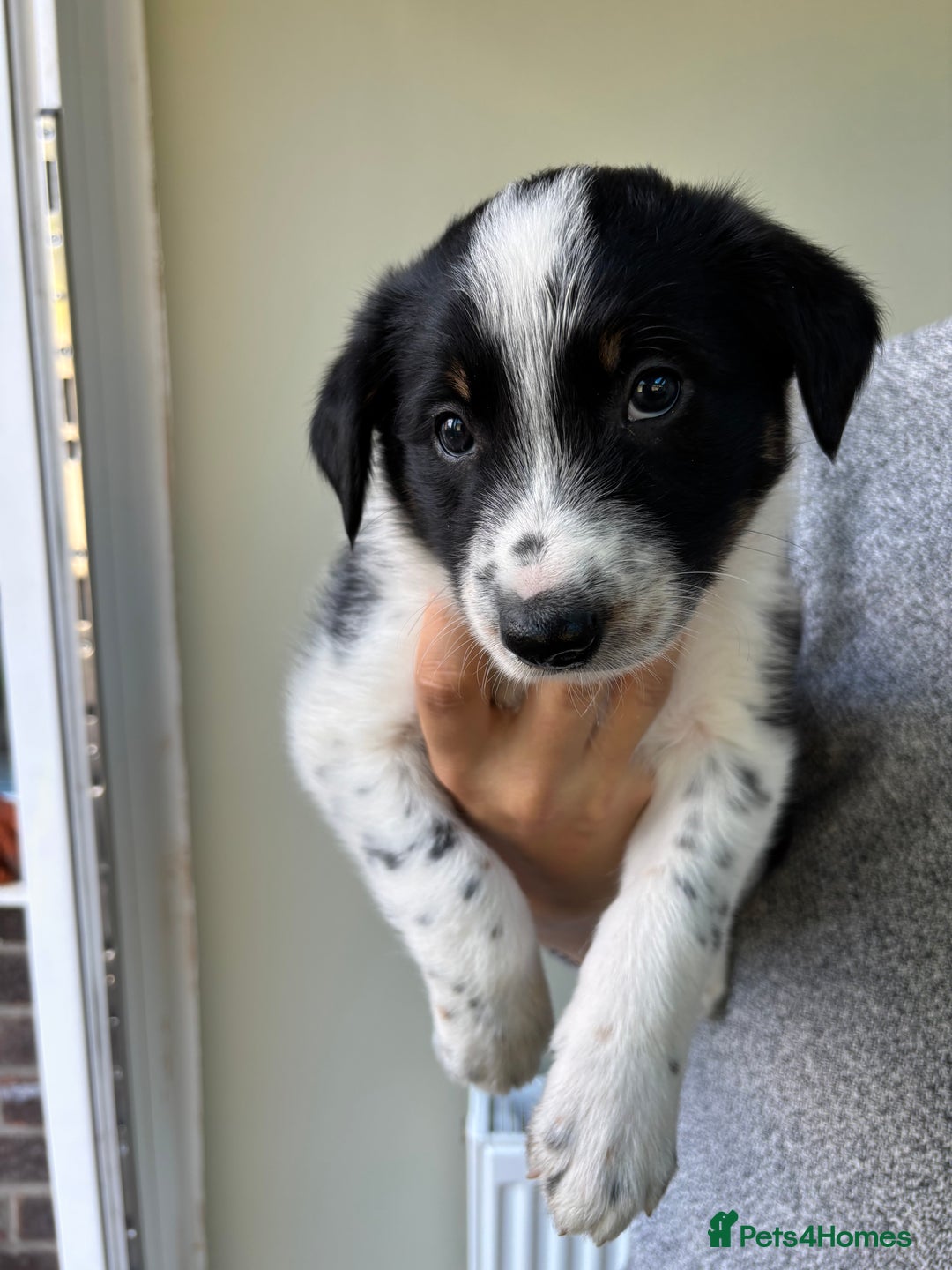 Border Collie dogs for sale: Unique Tri colour and piebald Border Collies  - Image 6