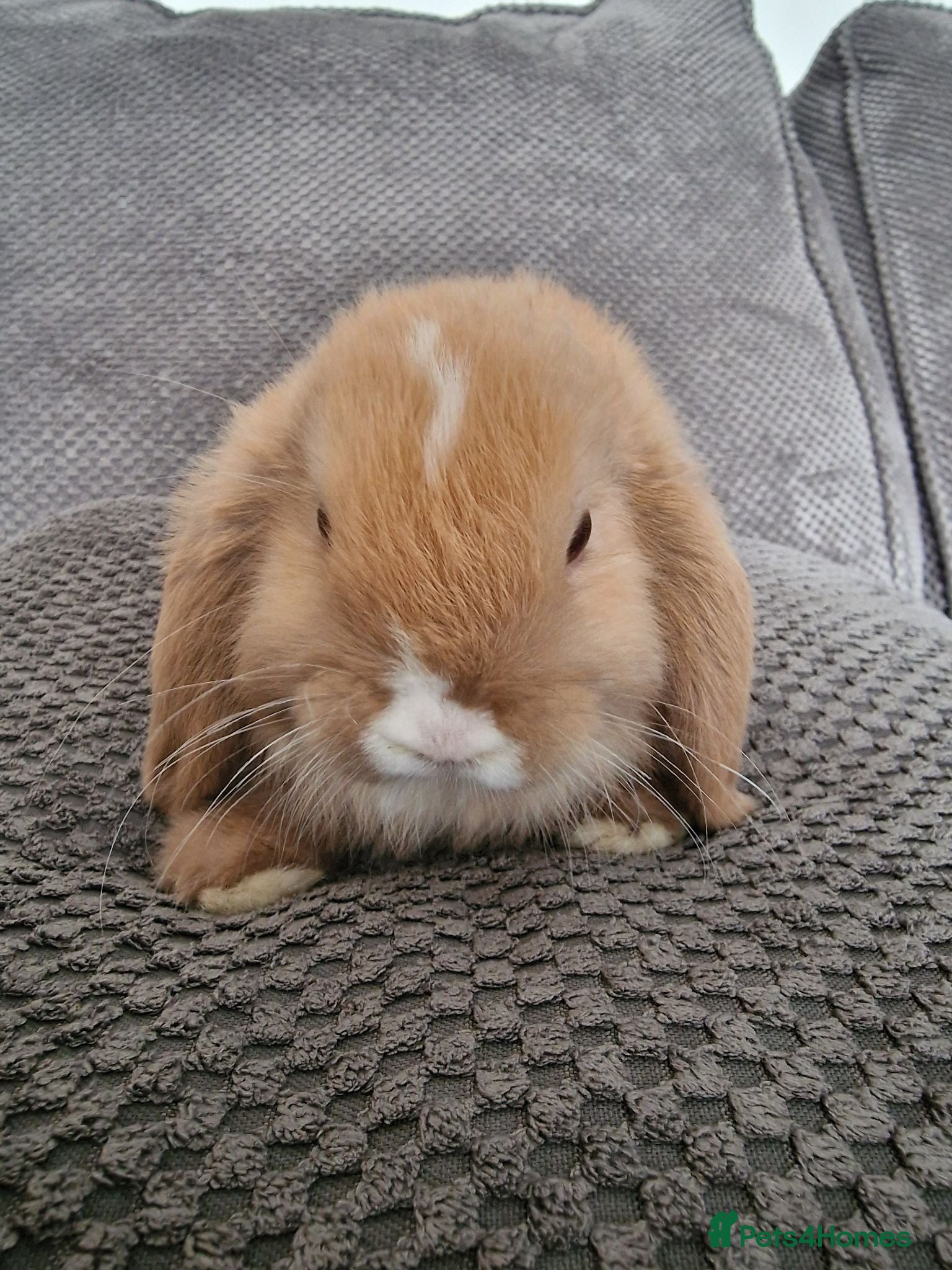 Mini Lop rabbits Beautiful mini lops baby's  - Advert 2
