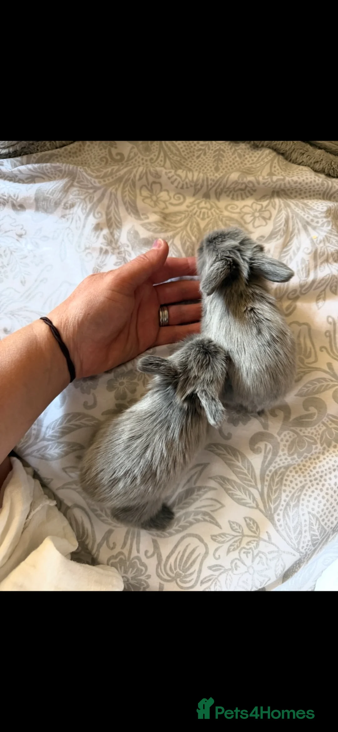 Mini Lop rabbits for sale: Two baby bunnies for sale🤍🤍 in Blandford Forum - Advert 1