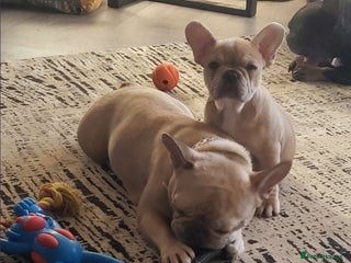 French Bulldog dogs 🔥LAST GIRL LEFT French Bull Dog Puppies 🔥 - Advert 4