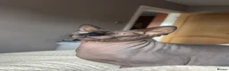 Sphynx cats for sale: Mother and daughter sphnyx - Advert 2