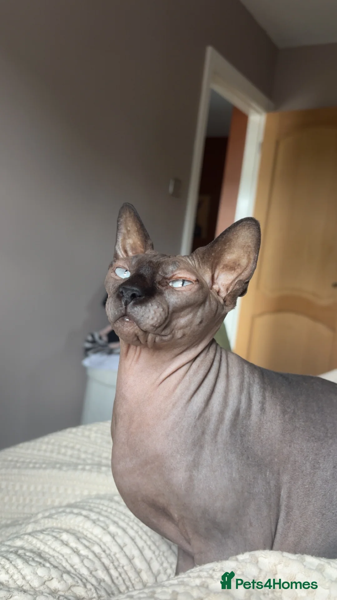 Sphynx cats for sale: Mother and daughter sphnyx - Advert 2