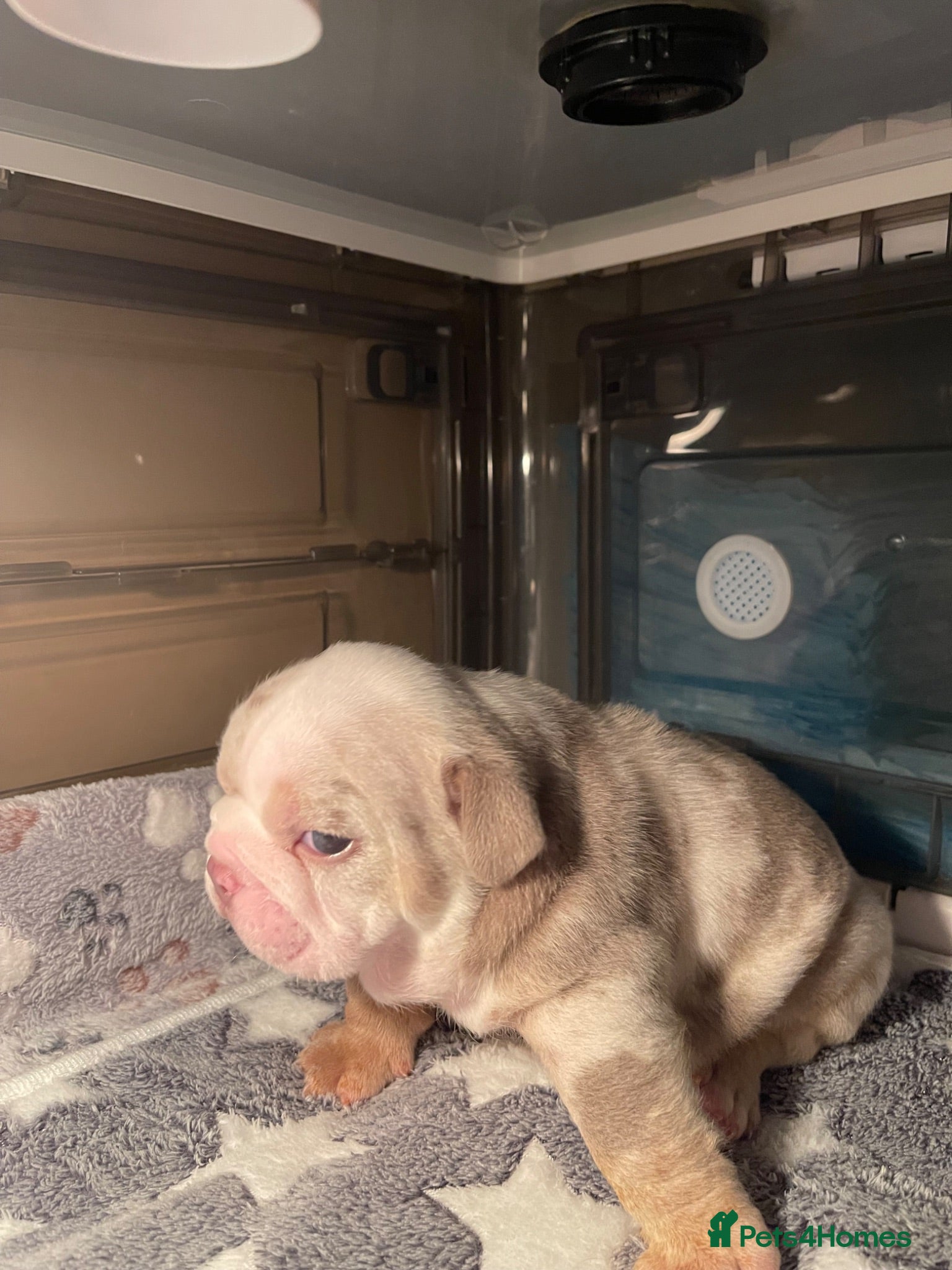 English Bulldog dogs KC reg - Last Fluffy English Bulldog - Male - Advert 2