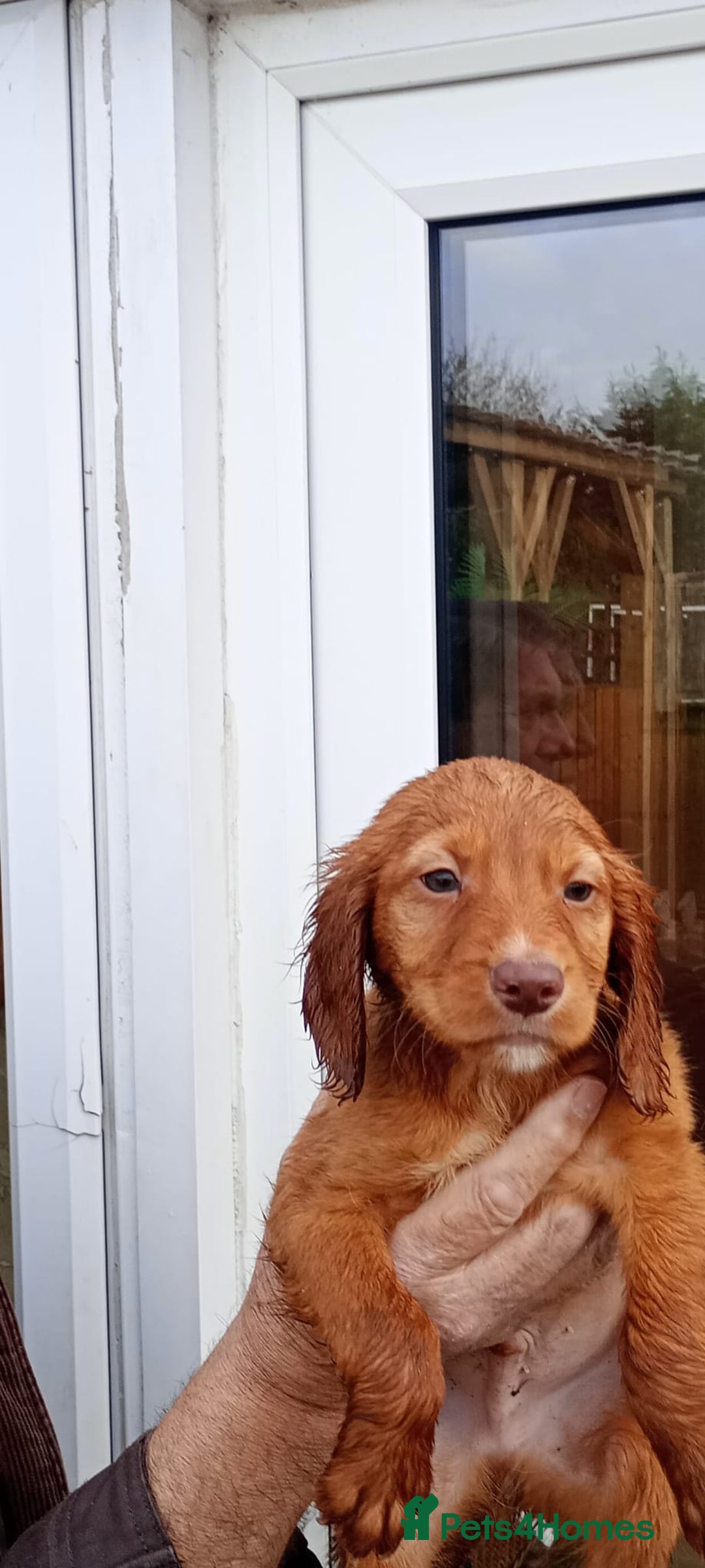 Cocker Spaniel dogs for sale: Working cocker spaniel puppies  - Advert 4