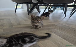 Mixed Breed cats for sale: 5 Beautiful Kittens - Image 7