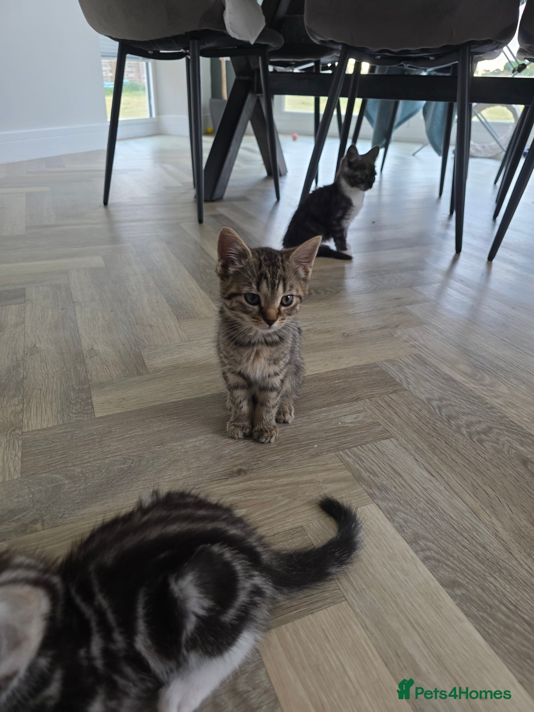 Mixed Breed cats for sale: 5 Beautiful Kittens - Image 7