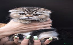 Scottish Fold cats for sale: 💙🩷LAST 2 SCOTTISH KITTENS ✅️TICA reg - Image 11