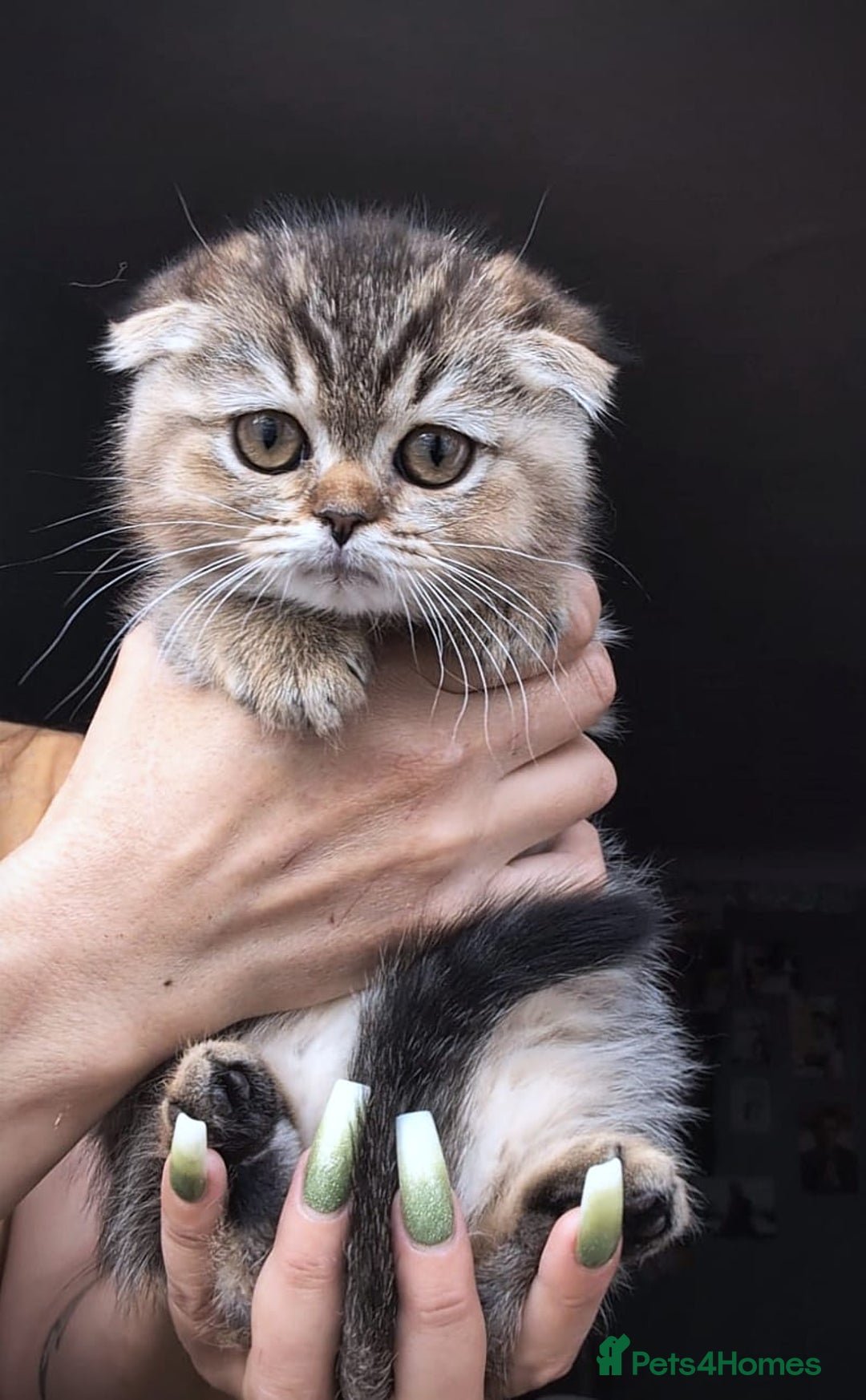 Scottish Fold cats for sale: 💙🩷LAST 2 SCOTTISH KITTENS ✅️TICA reg - Image 11