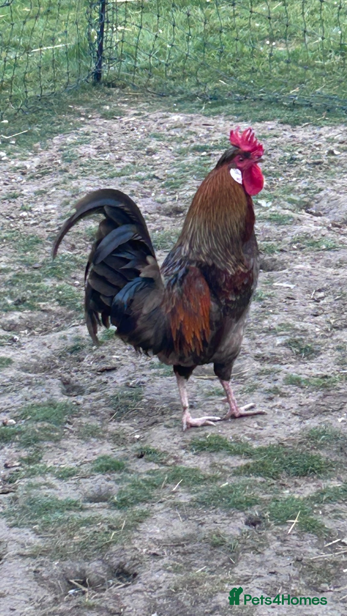 Chickens poultry Rooster - Advert 2