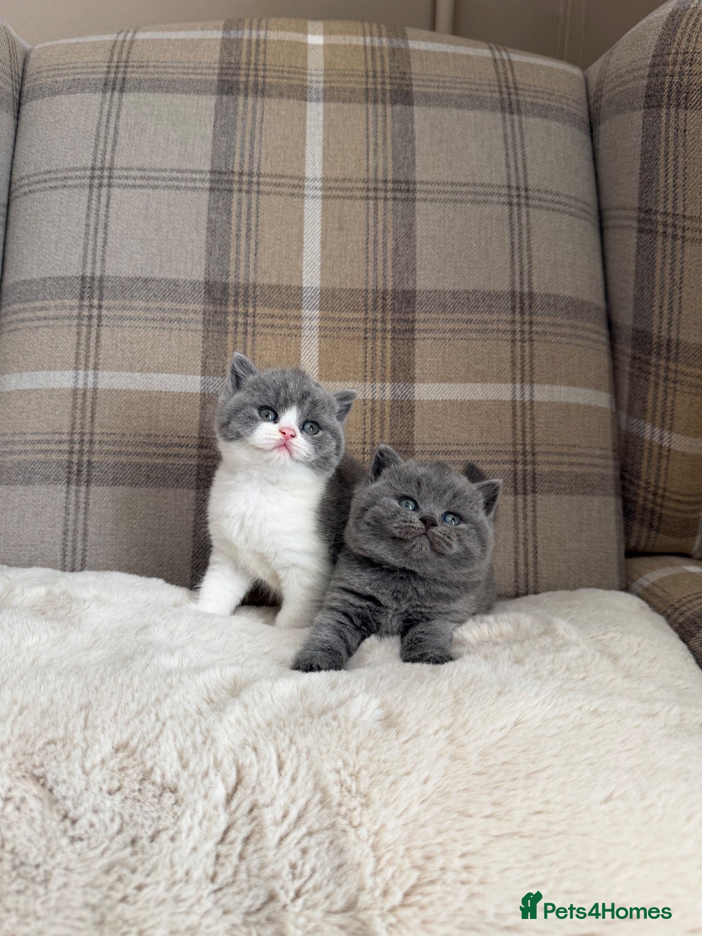 British Shorthair cats for sale: Champion GCCF active blue female  - Advert 1