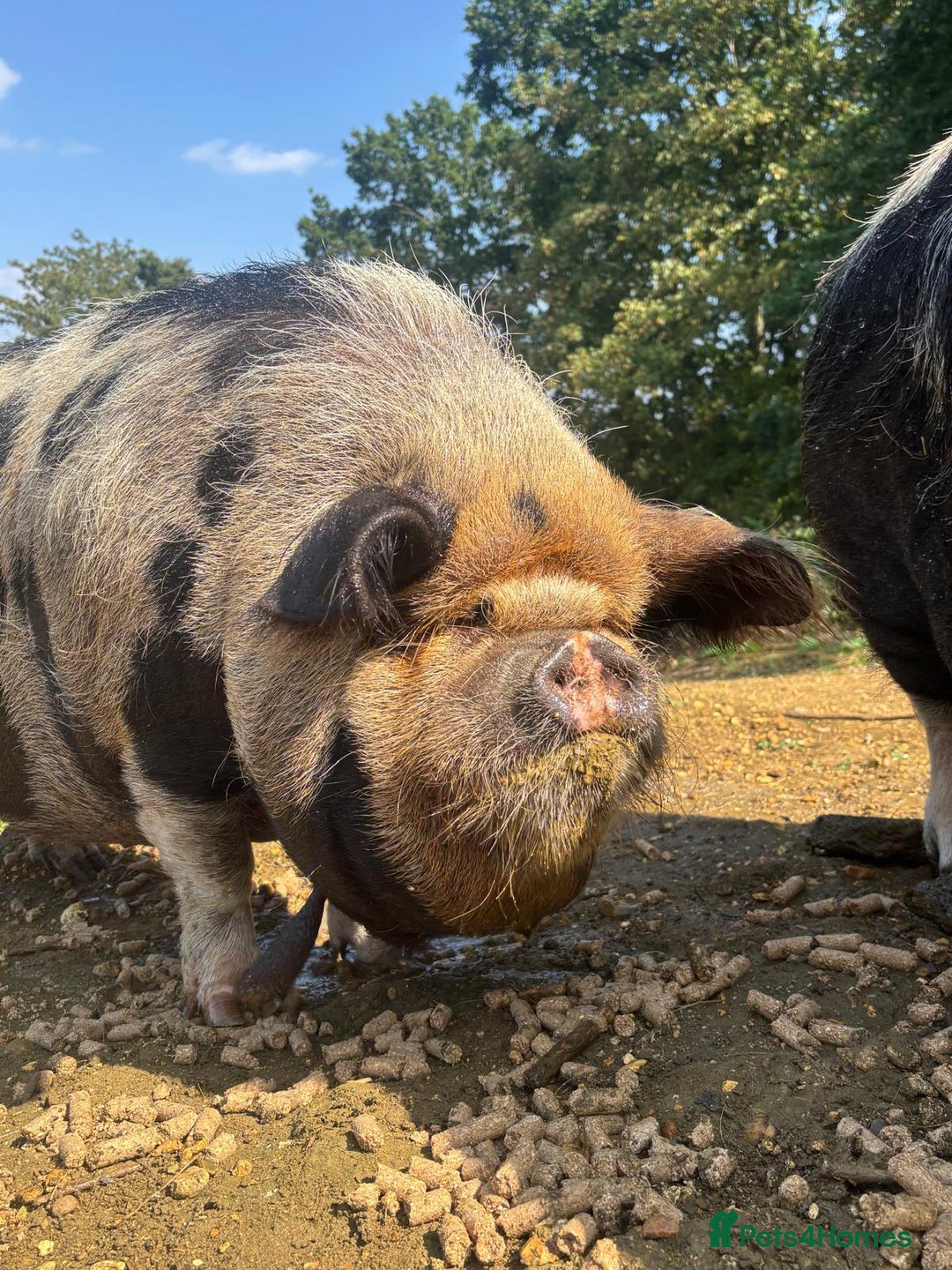 Pig livestock for sale: 2 very friendly female Kune Kune pigs!  - Image 3
