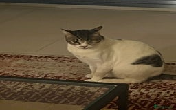 Mixed Breed cats for adoption: Muji - Affectionate and Chatty Boy - Image 9
