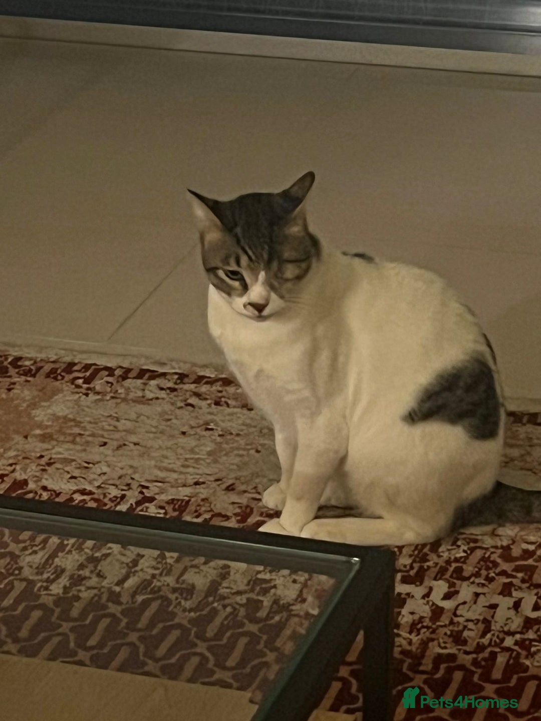 Mixed Breed cats for adoption: Muji - Affectionate and Chatty Boy - Image 9