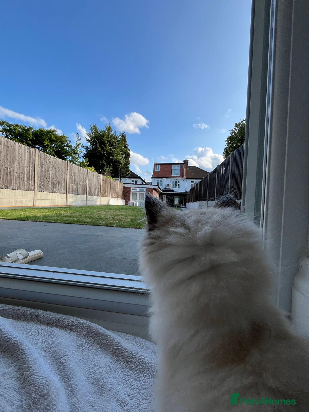 Ragdoll cats for sale: Pure ragdoll kitten - Image 3