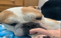 English Bulldog dogs for sale: Beautiful breed standard 7 year old girl  - Image 4