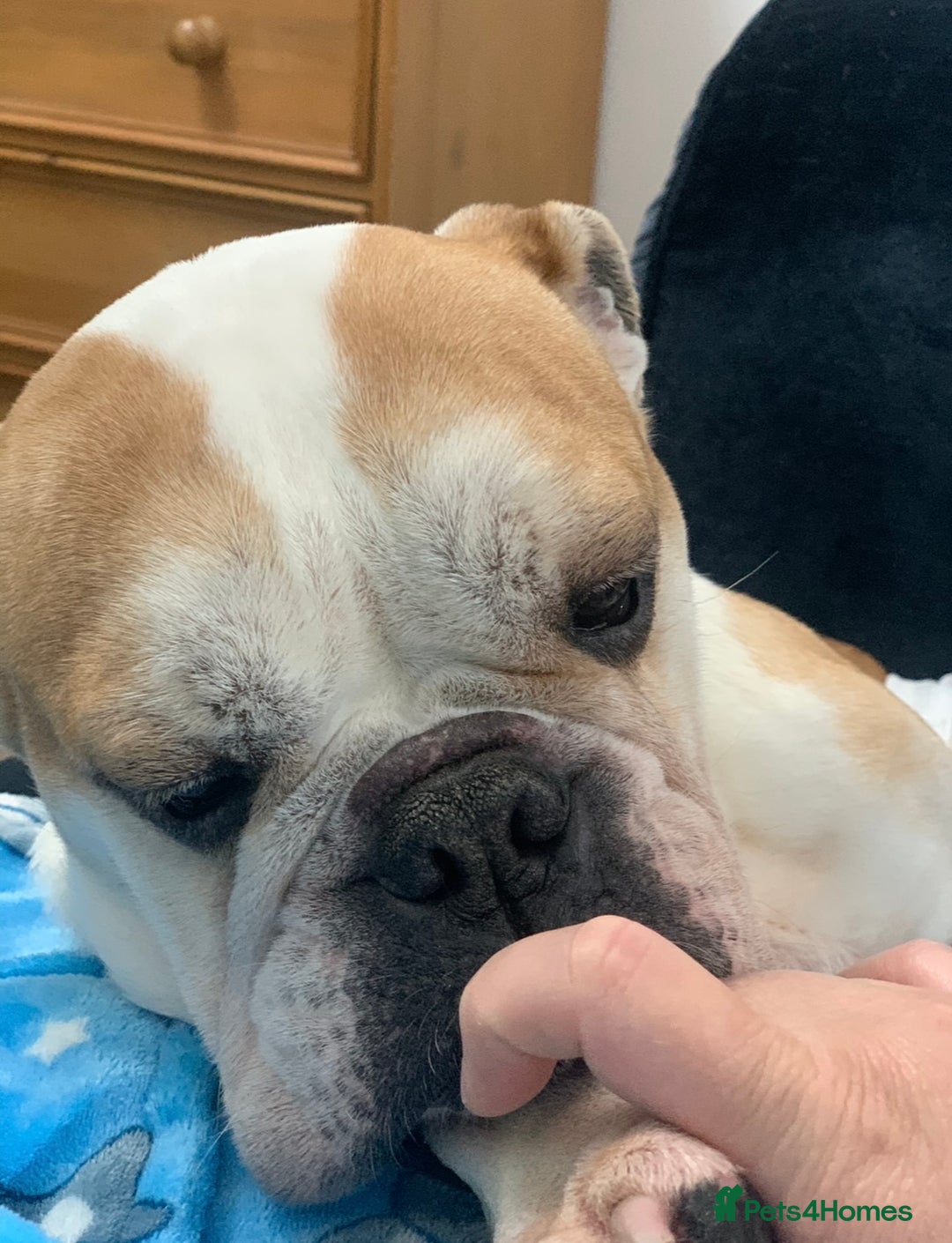 English Bulldog dogs for sale: Beautiful breed standard 7 year old girl  - Image 4