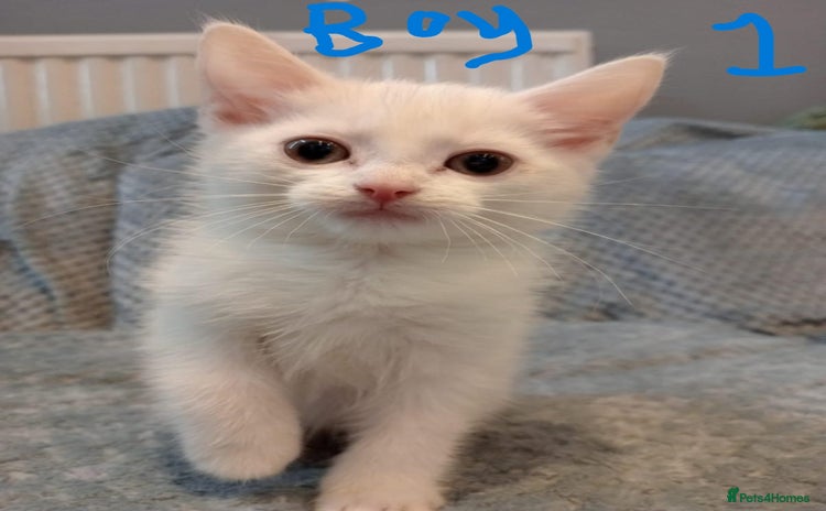 Mixed Breed cats - Advert 1