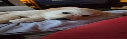 Golden Retriever dogs for sale: Golden Retriever George  in Wigan - Advert 3