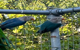 Lovebirds birds for sale: Fishers Lovebirds for sale - Image 6