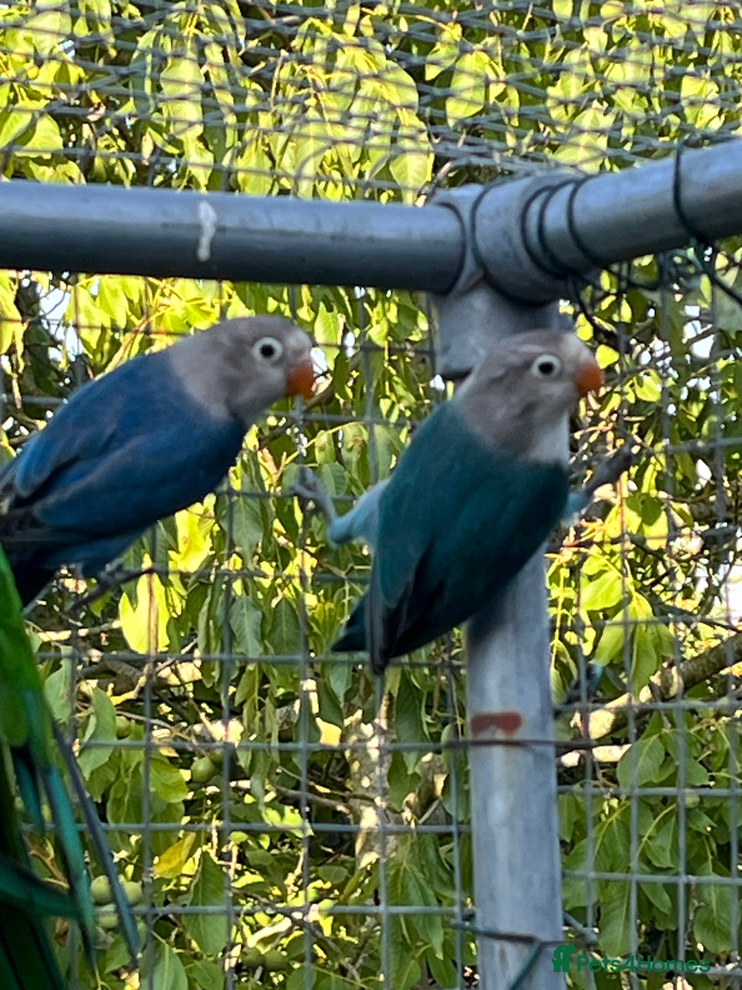 Lovebirds birds for sale: Fishers Lovebirds for sale - Image 6