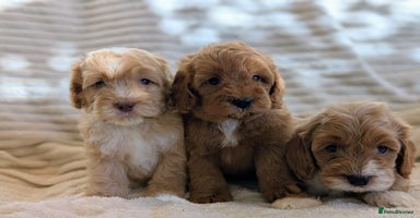 Cavapoo dogs - Advert 2