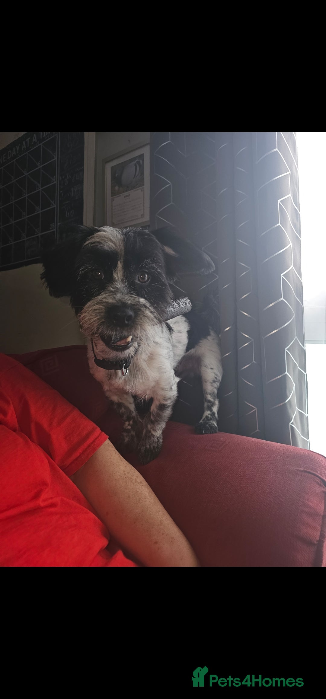 Mixed Breed dogs for sale: Jack russell pups - Image 7