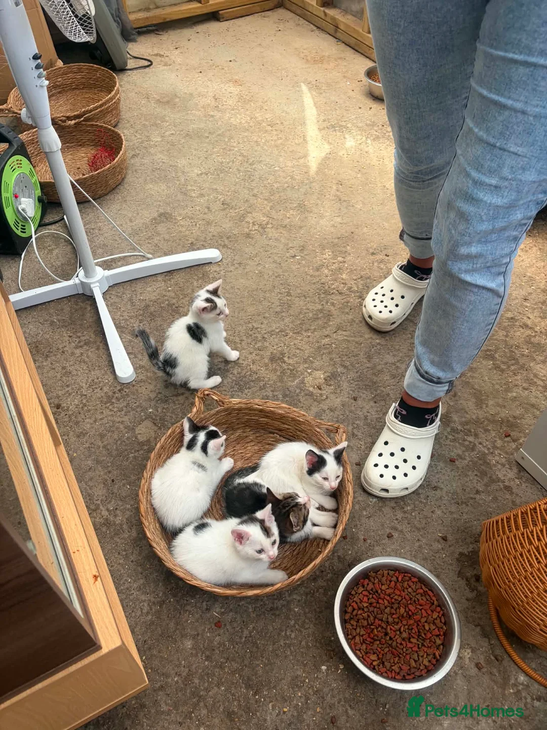 Mixed Breed cats for sale: Kittens - Advert 7