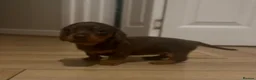 Miniature Dachshund dogs for sale: Miniature dachshund puppies  - Advert 6