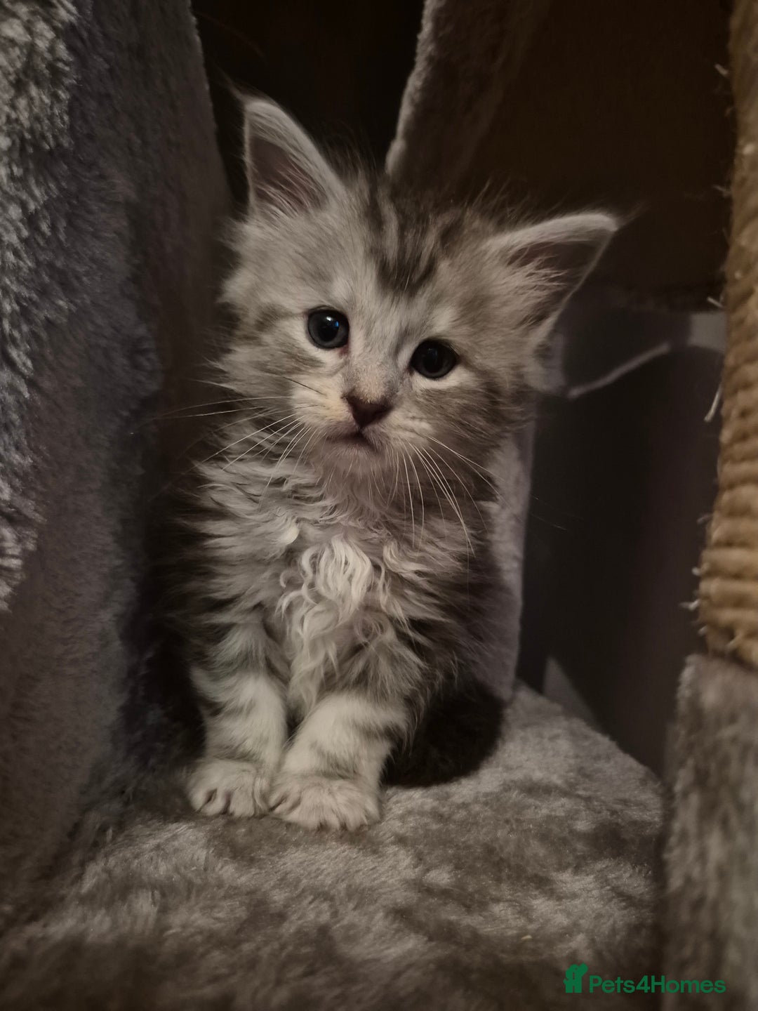 Maine Coon cats for sale: Maine Coon kittens - Advert 24