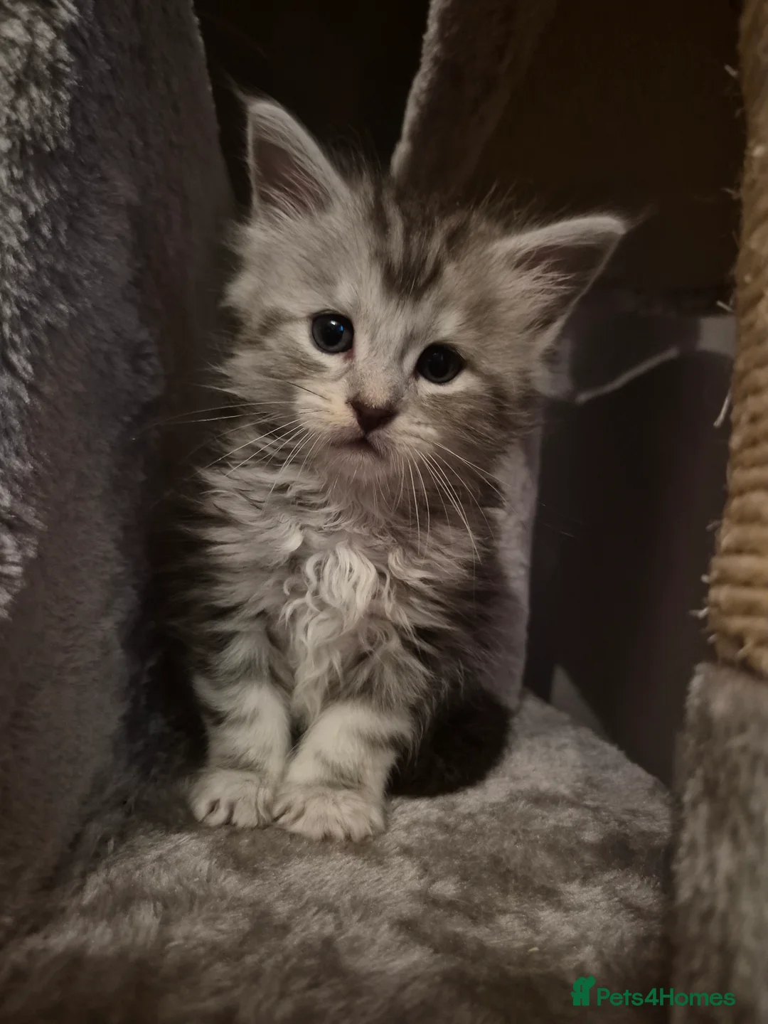 Maine Coon cats for sale: Tica registered Maine Coon kittens - Advert 24