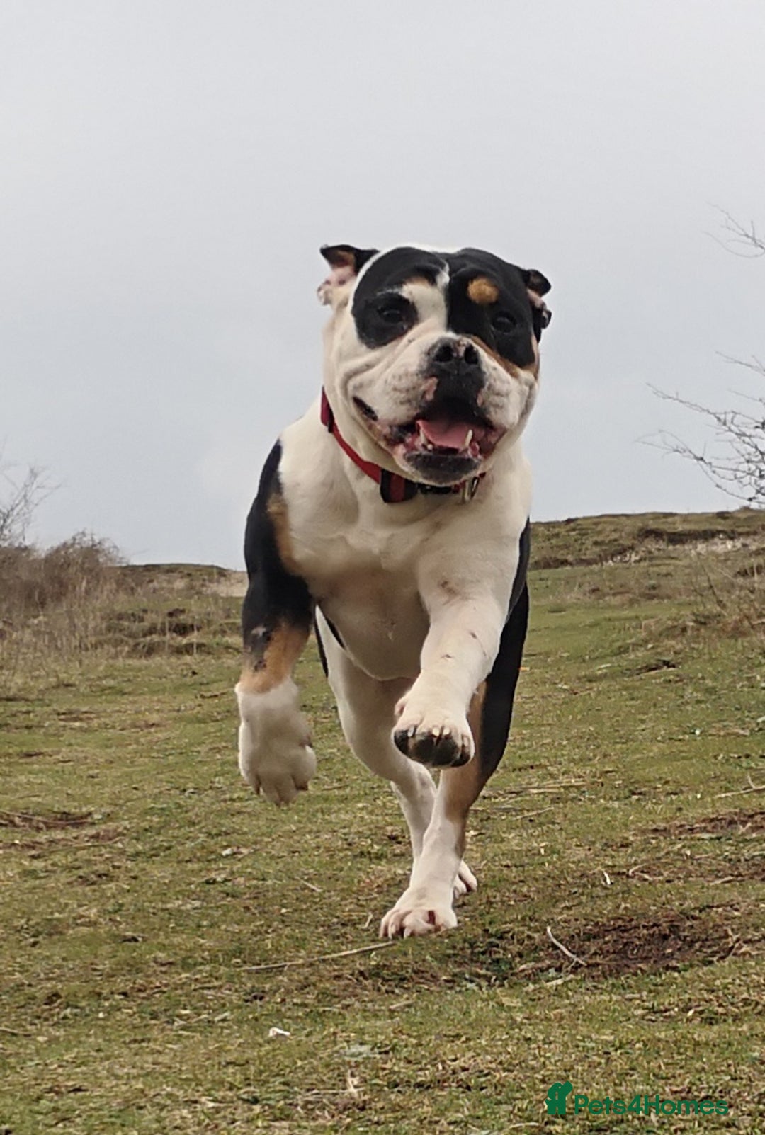 Mixed Breed dogs for sale: Olde english bulldogge x cane corso puppies  - Advert 2
