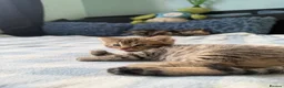 Mixed Breed cats for sale: x3 Mixed Breed Kittens (2M) (1F) - Advert 22