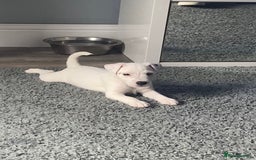 Parson Russell dogs for sale: Champion Bred Parson Puppies in Lanark - Image 1