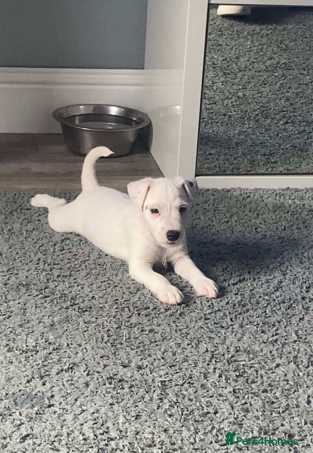 Parson Russell dogs for sale: Champion Bred Parson Puppies in Lanark - Image 1