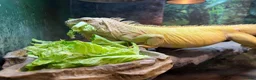 Iguana reptiles for sale: Female Albino Iguana - Advert 3