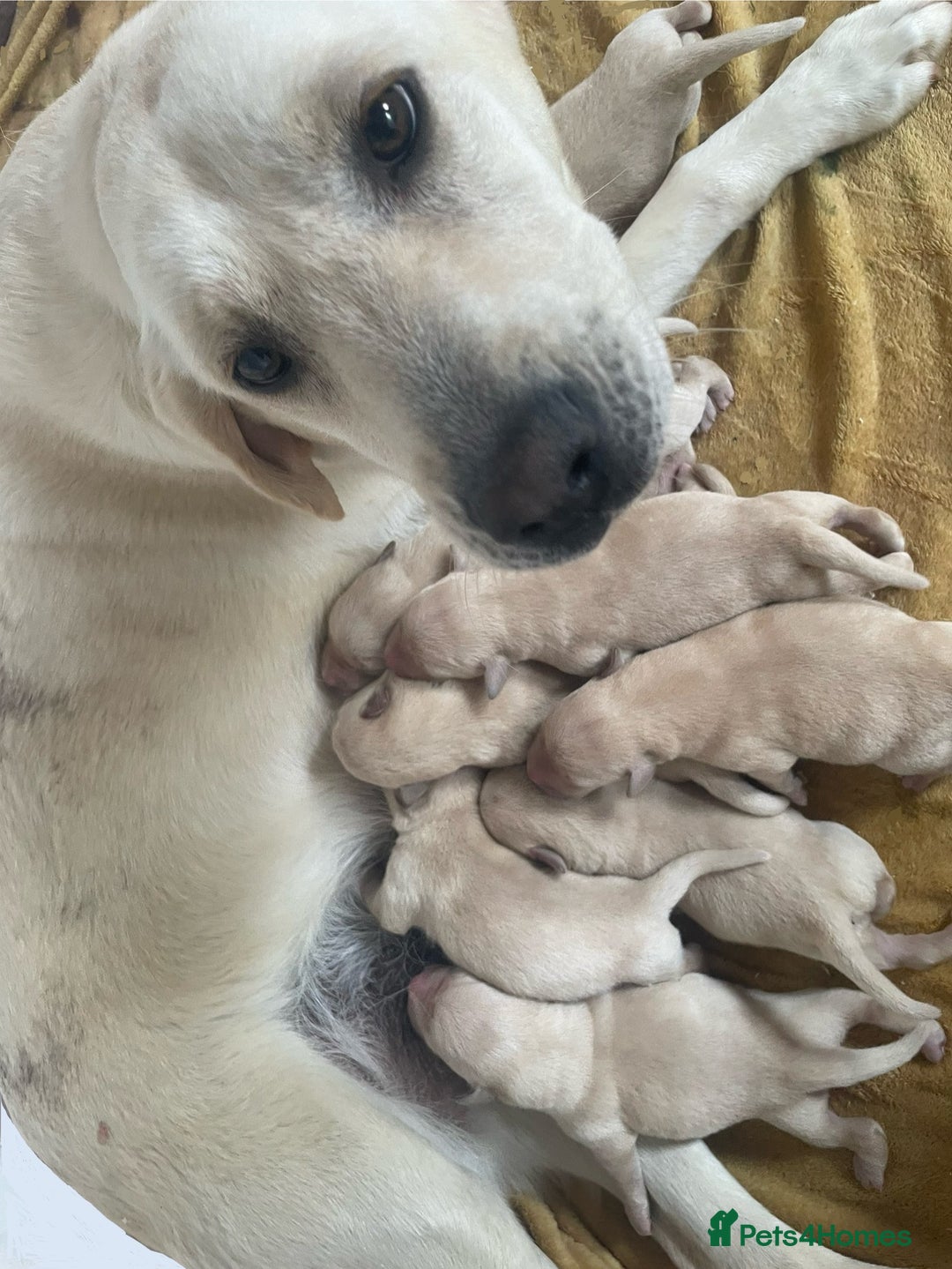 Labrador Retriever dogs for sale: Beautiful Andrex Labrador Puppy’s  - Image 15