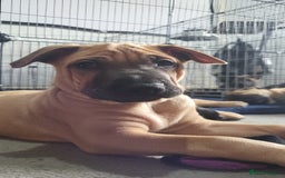 Mixed Breed dogs for sale: Belgian Malinois X Shar-pei puppies  - Advert 23