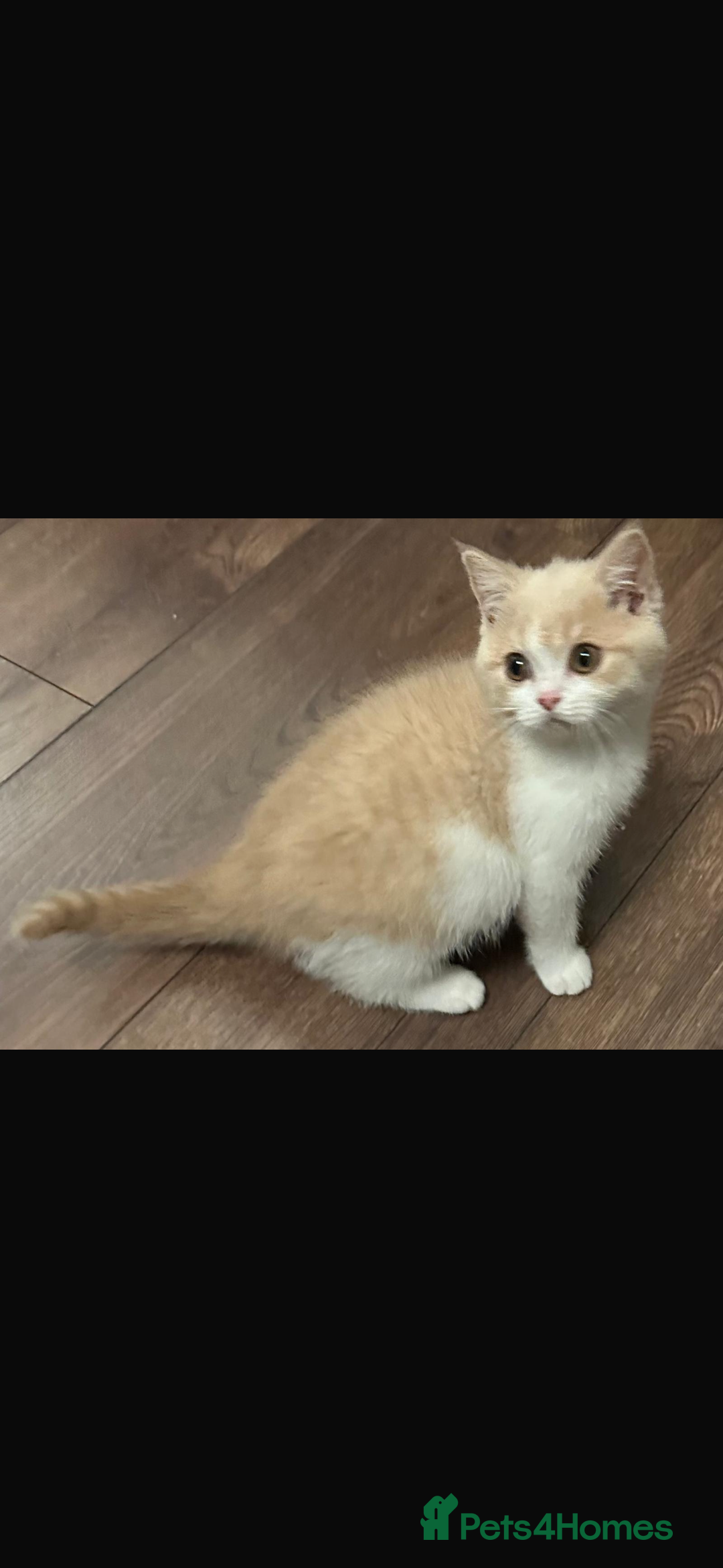 British Shorthair cats for sale: Ready now Female cream bicolour BSH - Advert 3