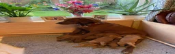 Labrador Retriever dogs for sale: American Fox Red labrador in Worcester - Advert 2