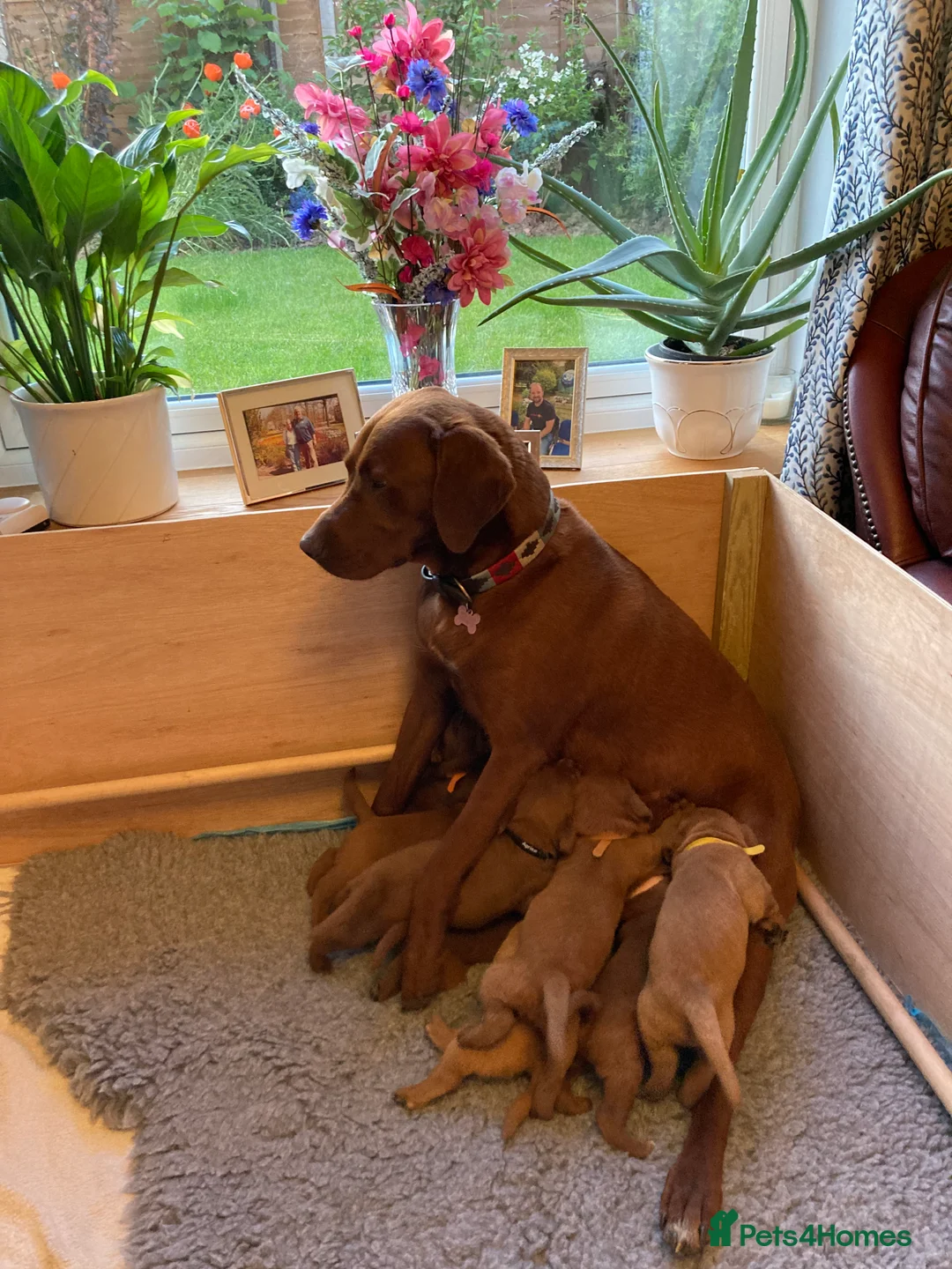 Labrador Retriever dogs for sale: American Fox Red labrador in Worcester - Advert 2