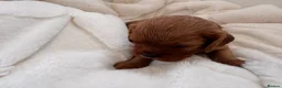 Cavalier King Charles Spaniel dogs for sale: Beautiful red KC boys health tested parents 😍🐶😍 in Swanley - Advert 13