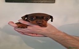 Dachshund dogs for sale: Miniature Smooth Haired Dachshund Puppies - Image 7