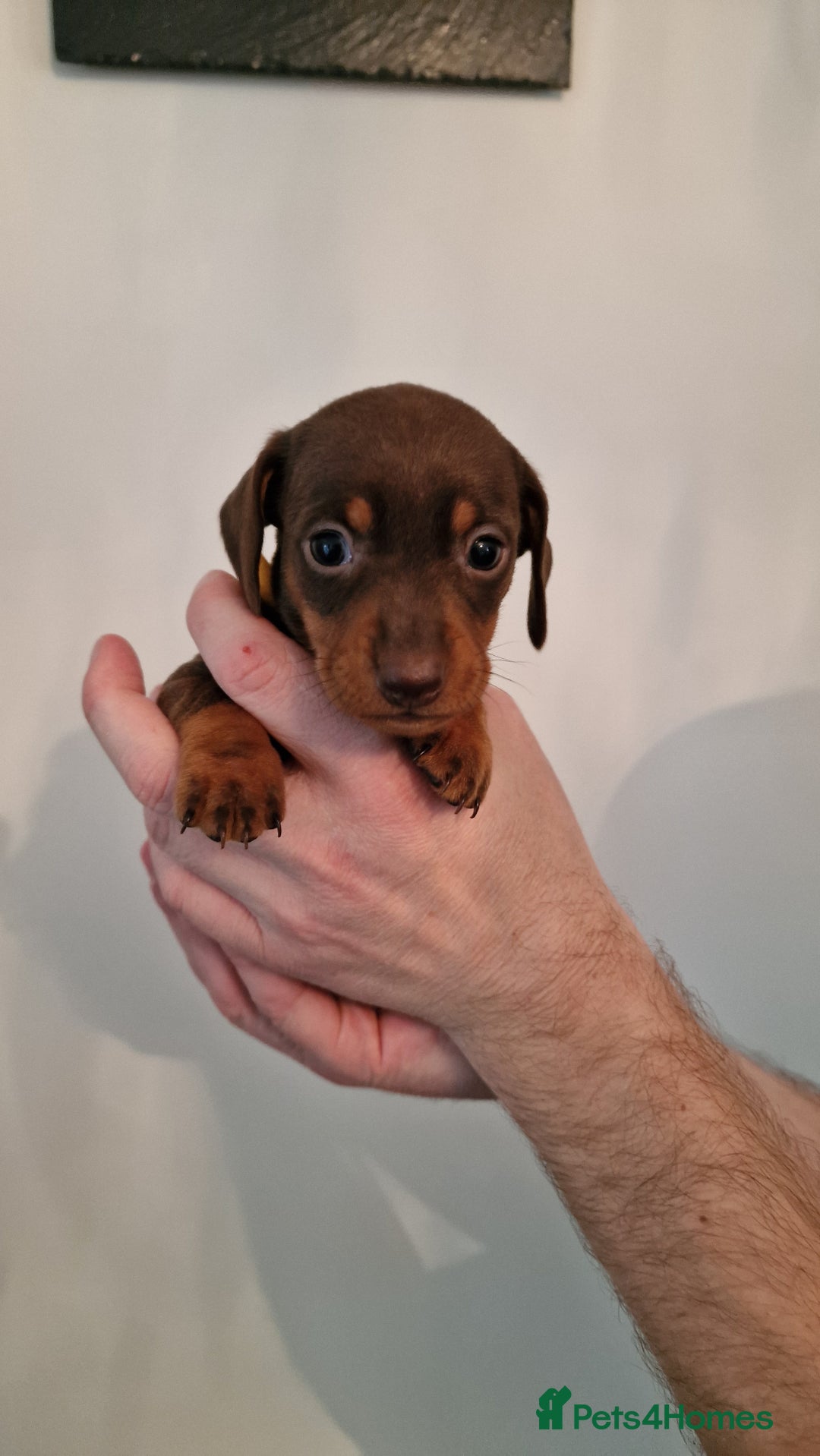 Dachshund dogs for sale: Miniature Smooth Haired Dachshund Puppies - Image 7